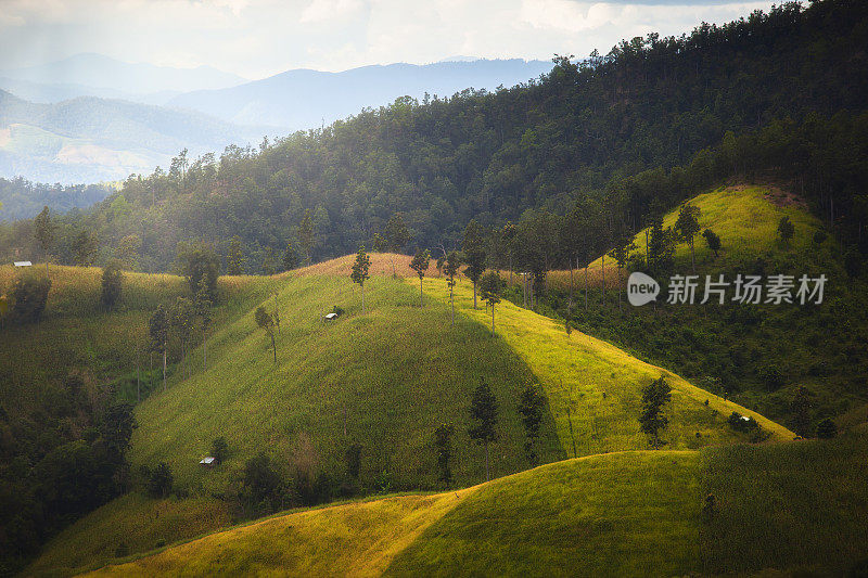 泰国清迈Pa Pong Piang山山谷乡村地区的水稻梯田。